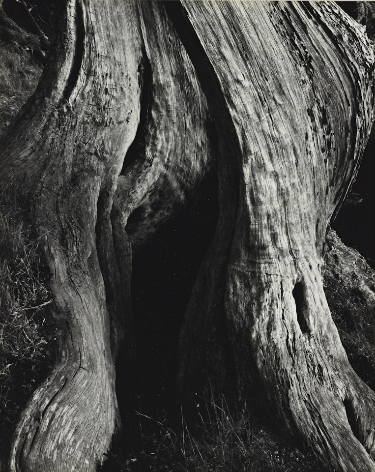 CYPRESS, POINT LOBOS' by Edward Weston