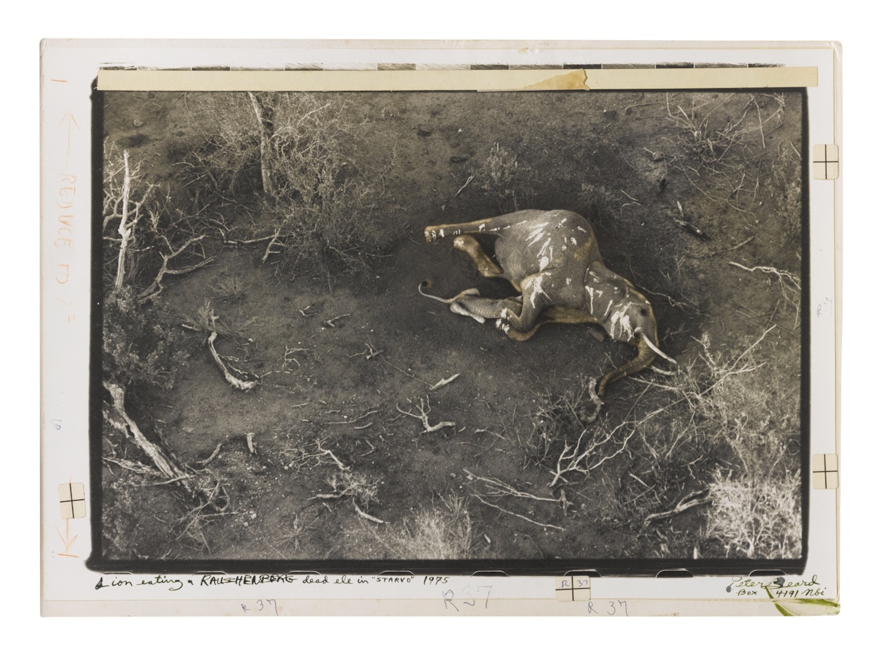 LION EATING A RAUSCHENBERG DEAD ELE IN STARVO" 1975'" by Peter Beard