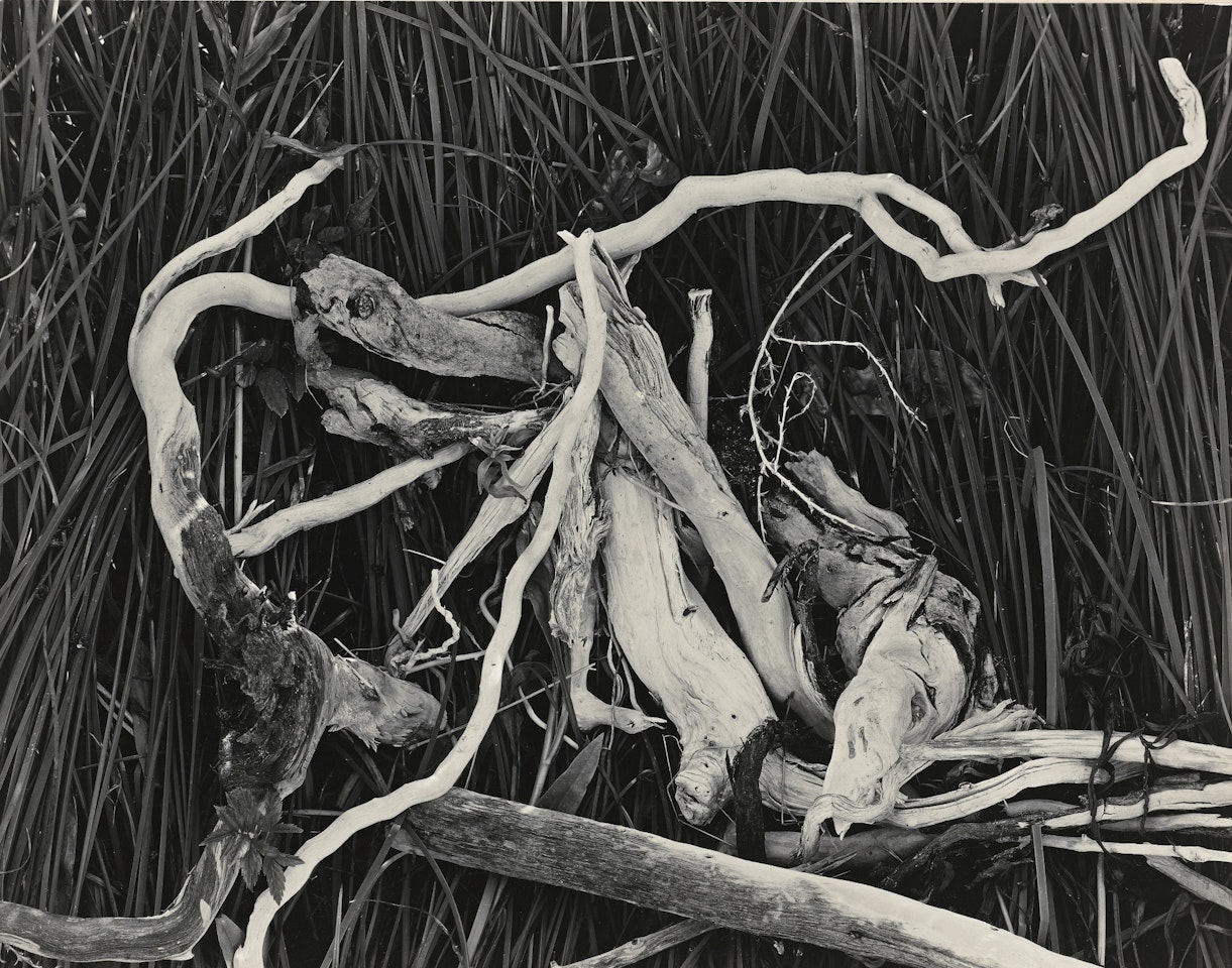 DRIFT TWIGS, MONO LAKE' by Edward Weston