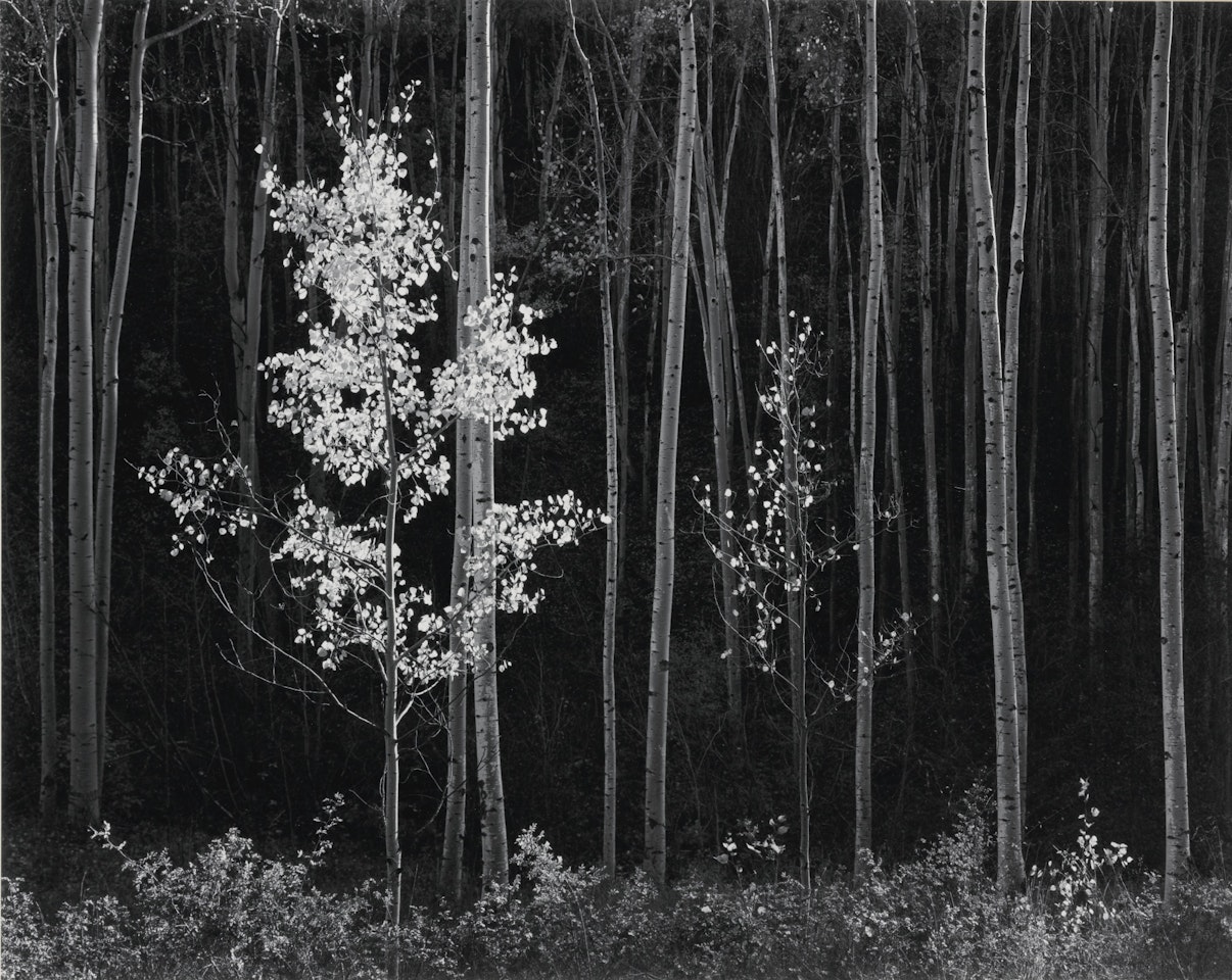 ASPENS, NEW MEXICO' by Ansel Adams