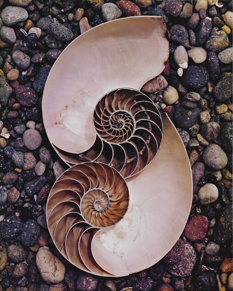 NAUTILUS SHELLS by Edward Weston
