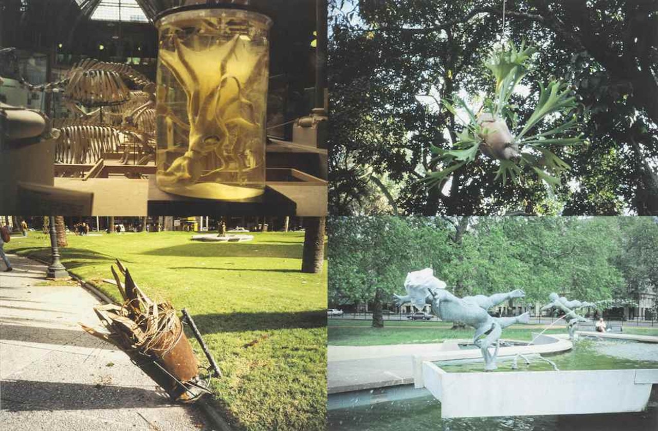 Especimenes en Montevideo (Specimens in Montevideo) by Gabriel Orozco