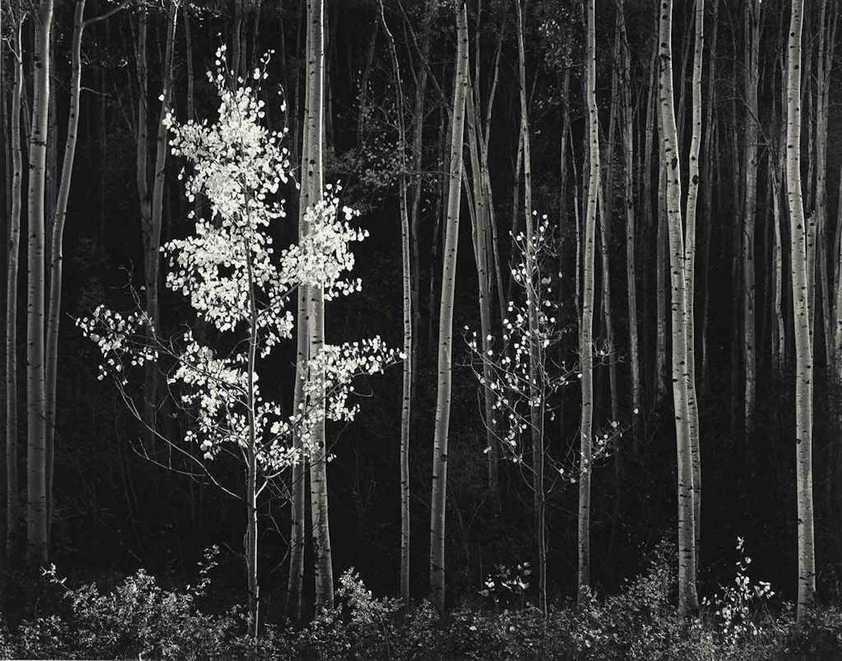 Aspens, Northern New Mexico by Ansel Adams