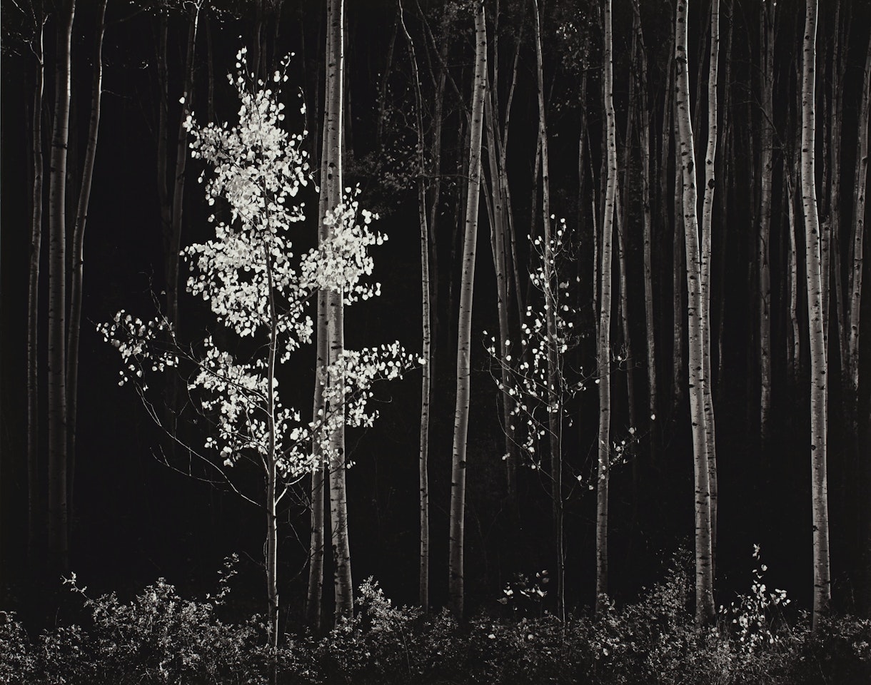 ASPENS, NORTHERN NEW MEXICO' by Ansel Adams