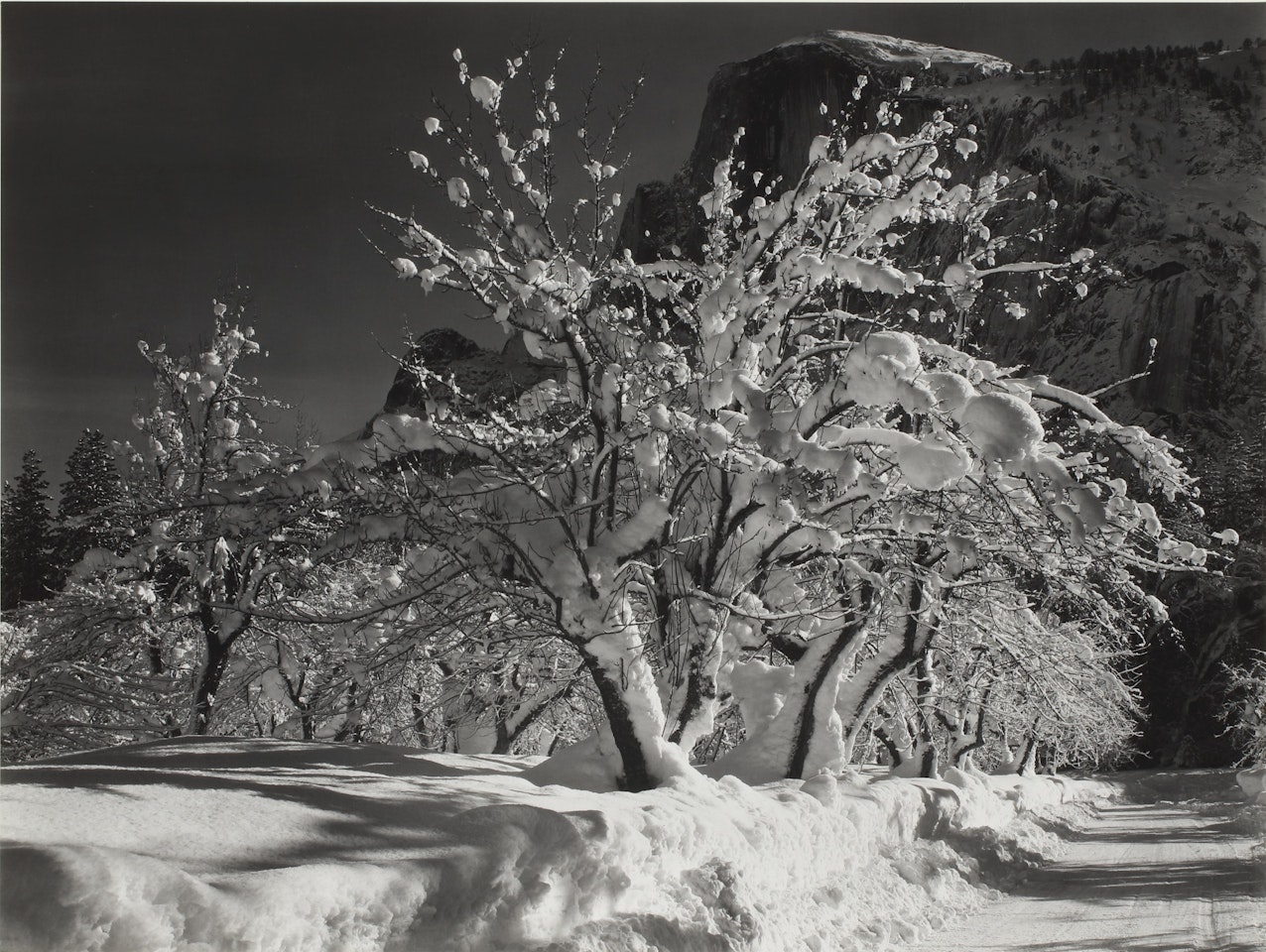 HALF DOME, ORCHARD, WINTER, YOSEMITE NATIONAL PARK, CAL.' by Ansel Adams