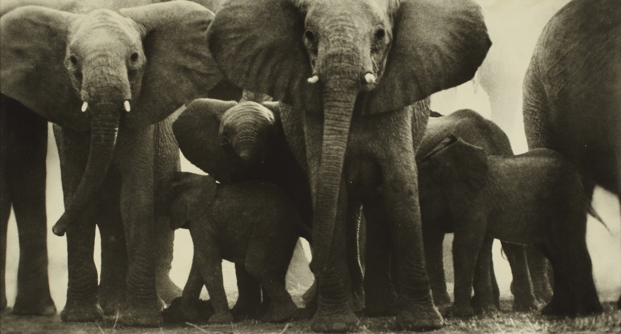 UASO NYIRO' by Peter Beard