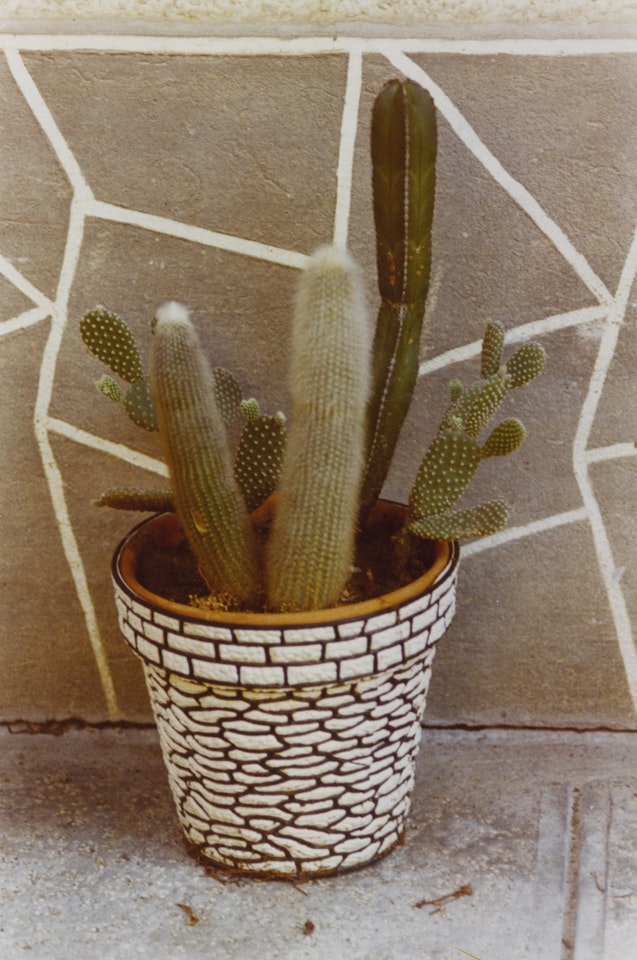 MODENA (CACTUS) by Luigi Ghirri