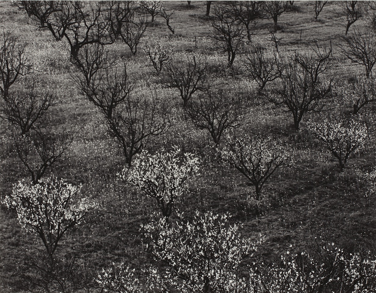 ORCHARD, PORTOLA VALLEY CA.' by Ansel Adams