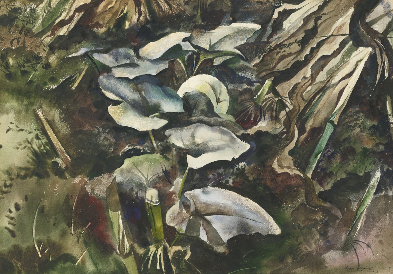PUMPKIN VINE by Andrew Wyeth