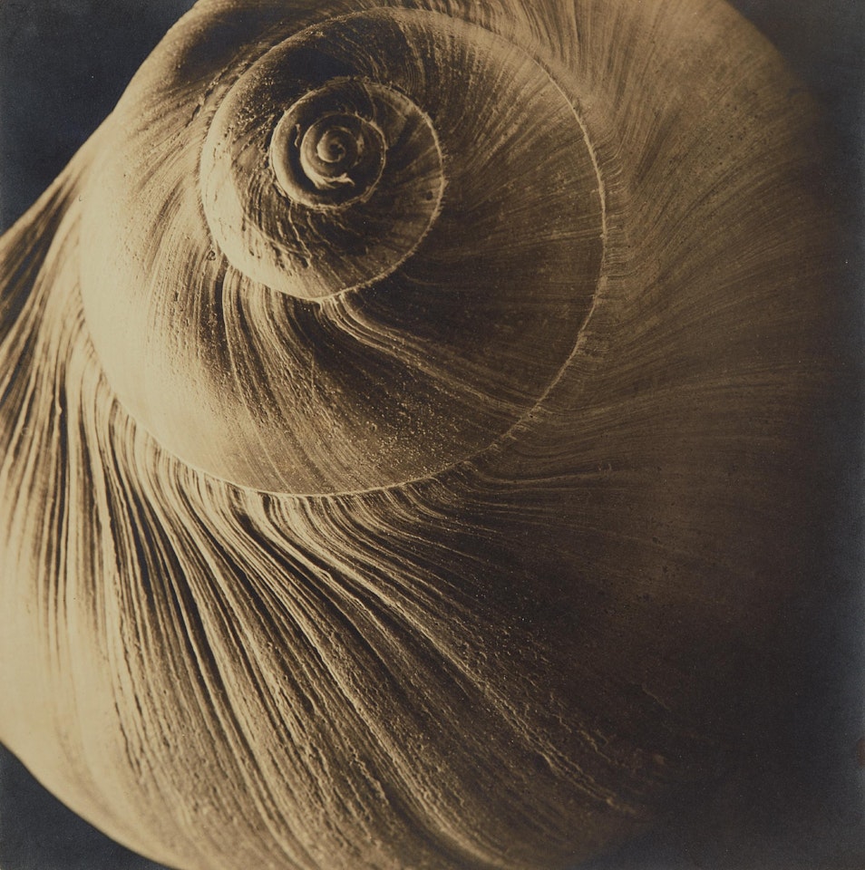 The Spiral Shell by Edward Steichen