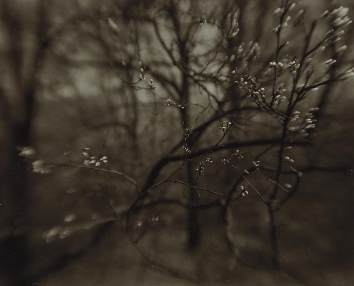 The Coming of Spring by Josef Sudek
