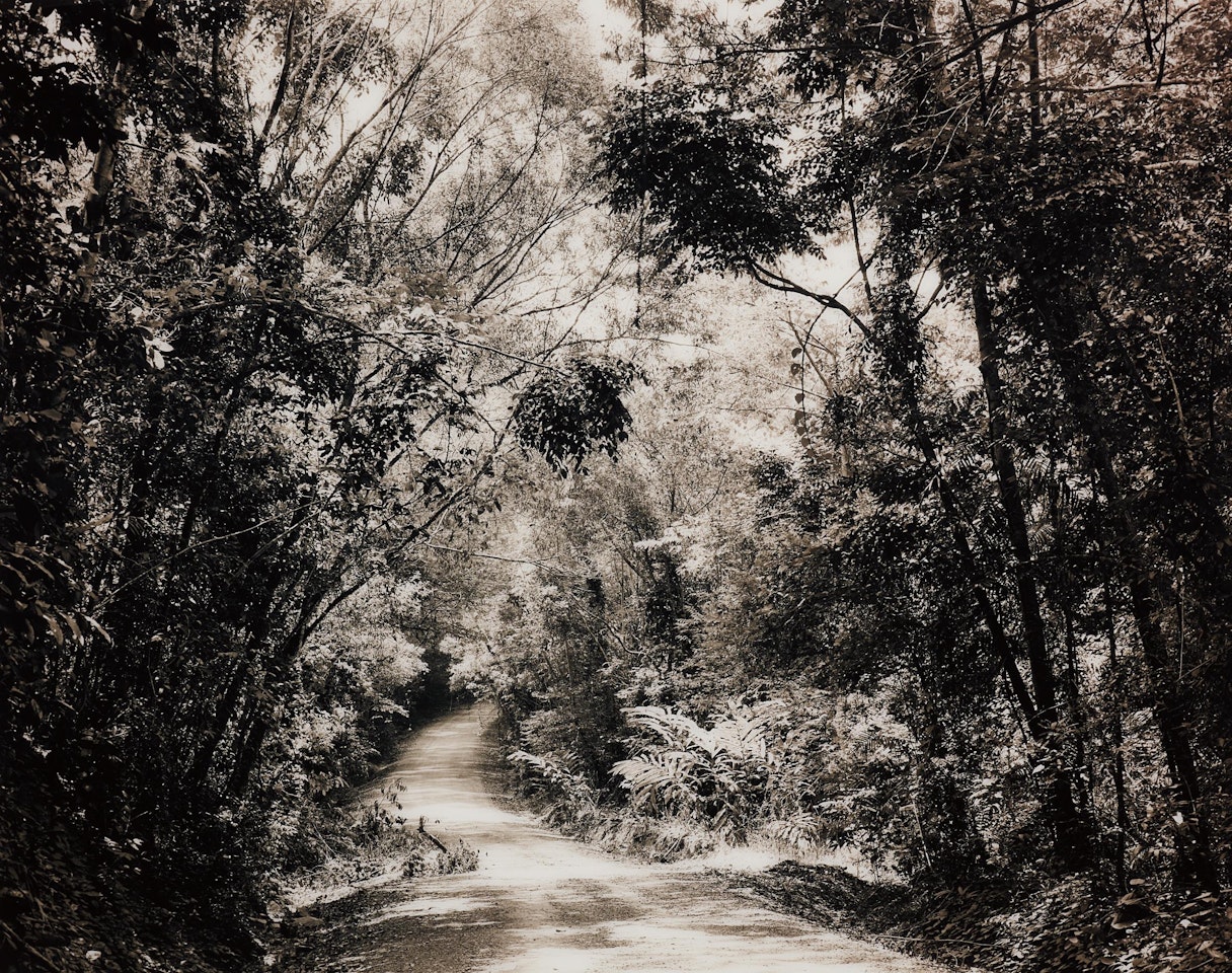 Paradise 8 (Blumfield Track), Daintree, Australia by Thomas Struth
