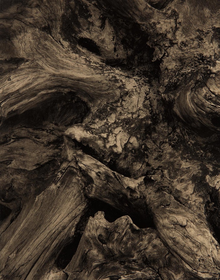 Driftwood, Maine by Paul Strand