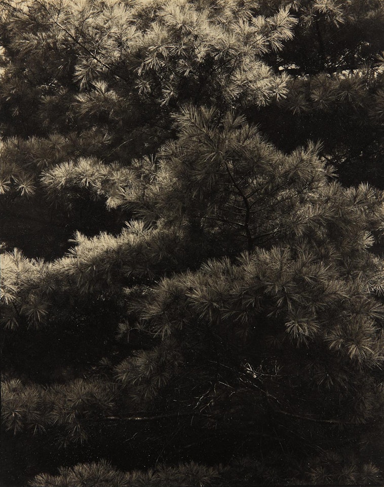 Connecticut Pines, Twin Lakes, CT by Paul Strand