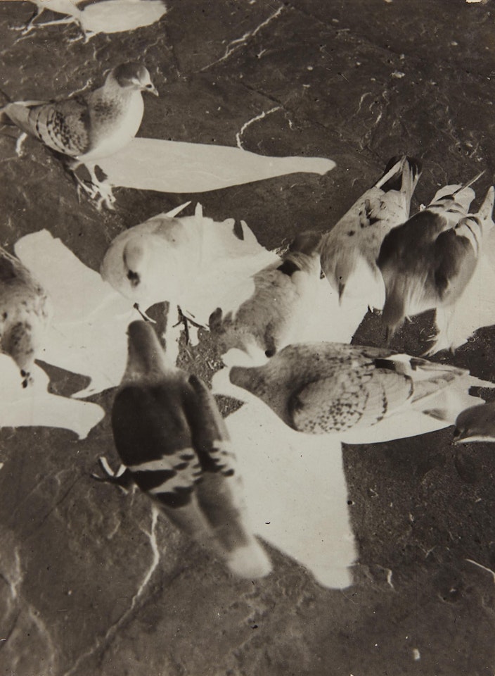 Untitled (pigeons) by László Moholy-Nagy