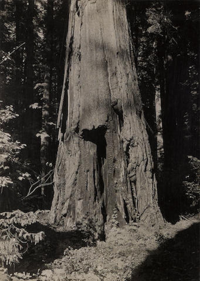 Calaveras Grove by Ansel Adams