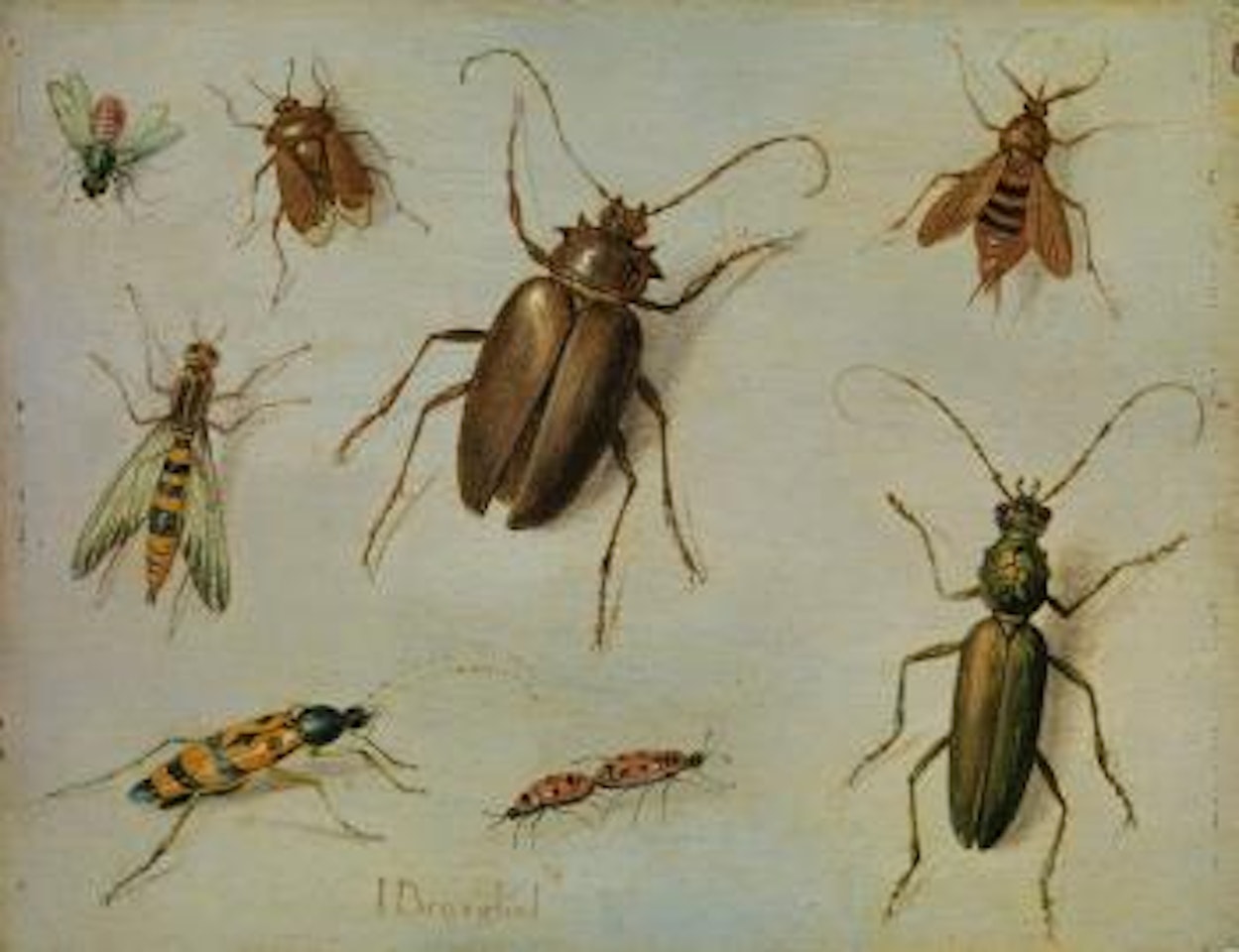Insekten-Studie by Jan Van Kessel The Elder