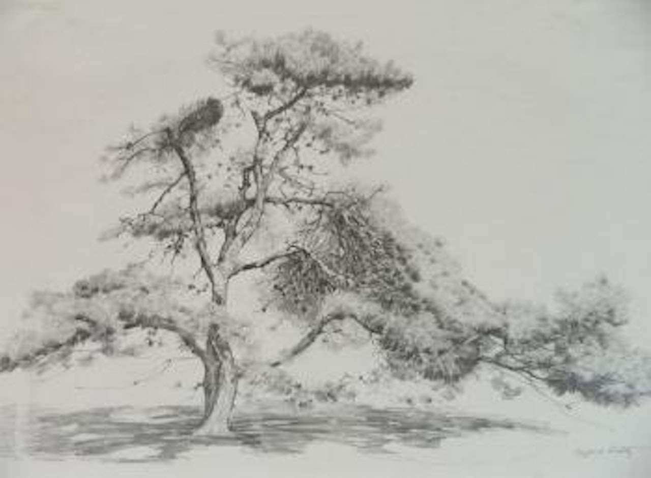 Tree Study by Alfred Hutty