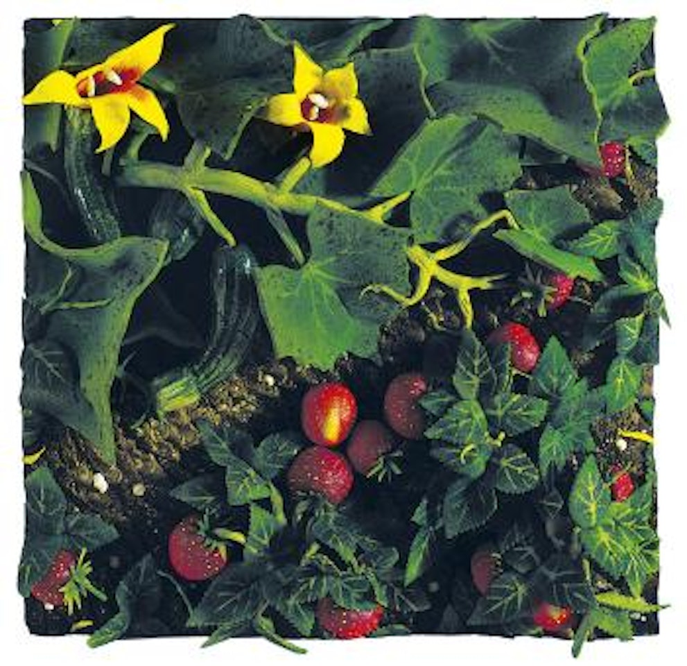 Zucchine e fragole by Piero Gilardi