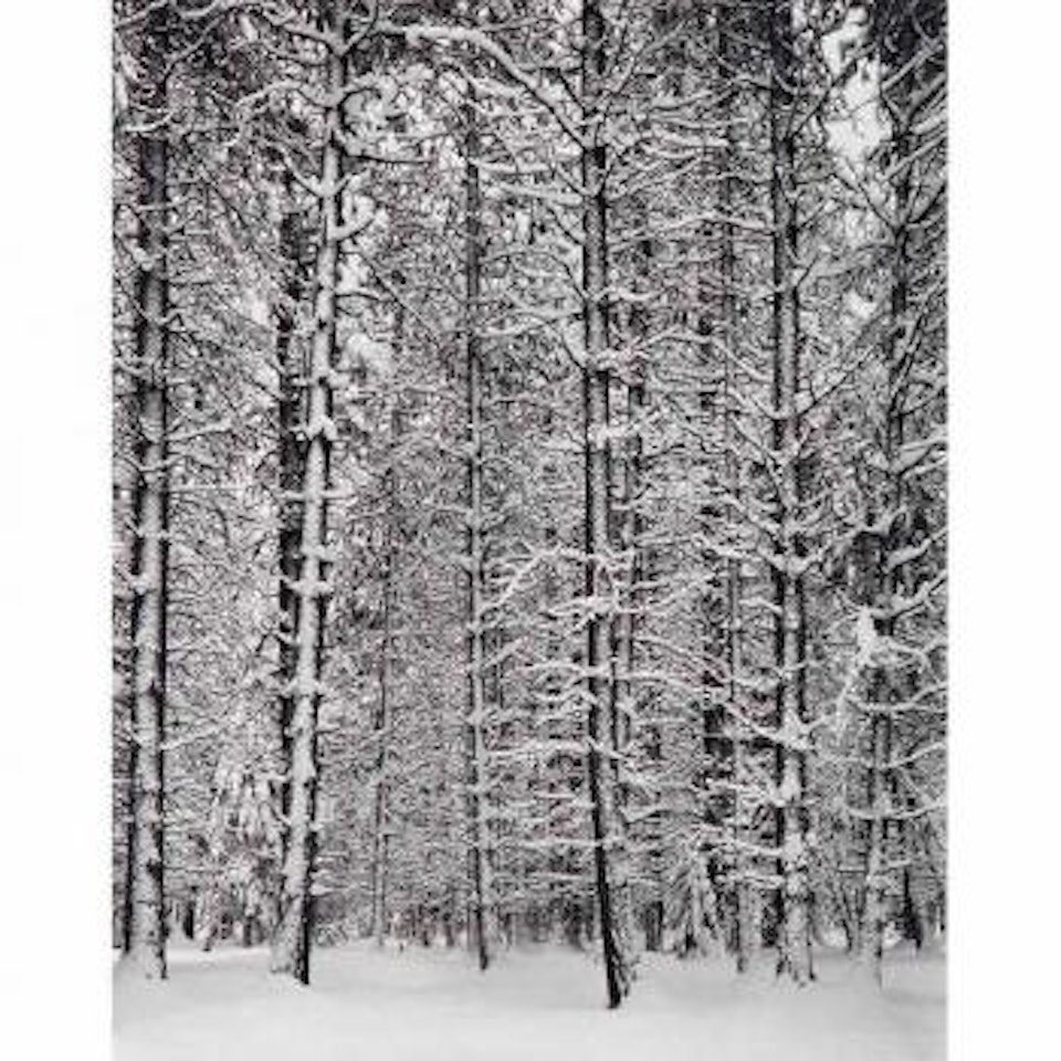 ine Forest in Snow, Yosemite National Park by Ansel Adams