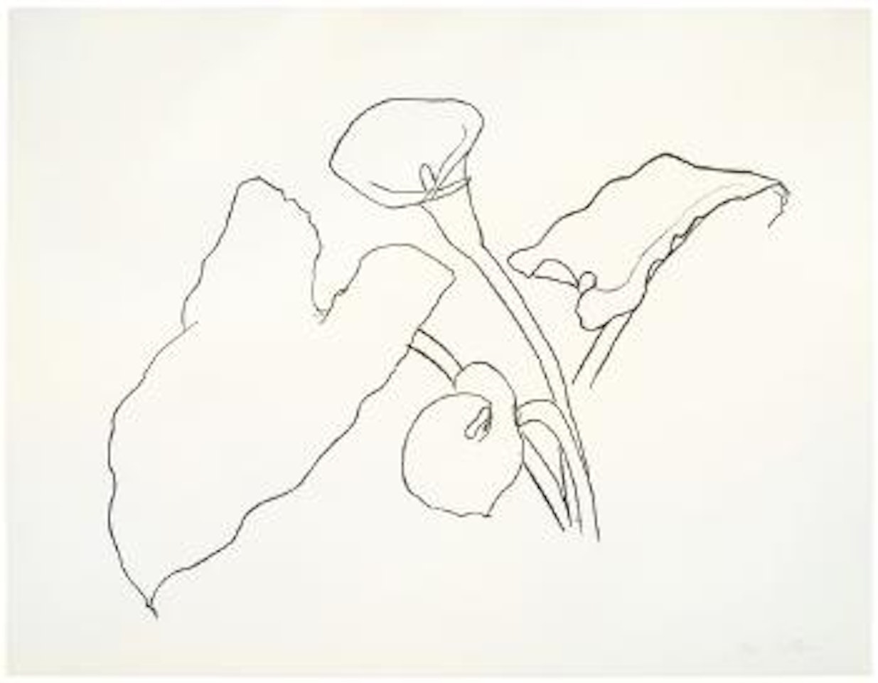 Calla Lily 1 by Ellsworth Kelly