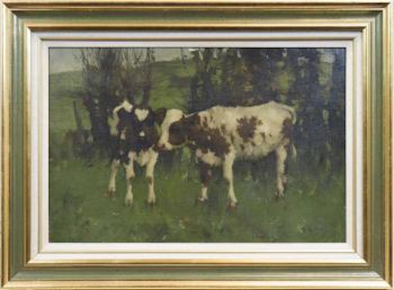 Two calves by David Gauld