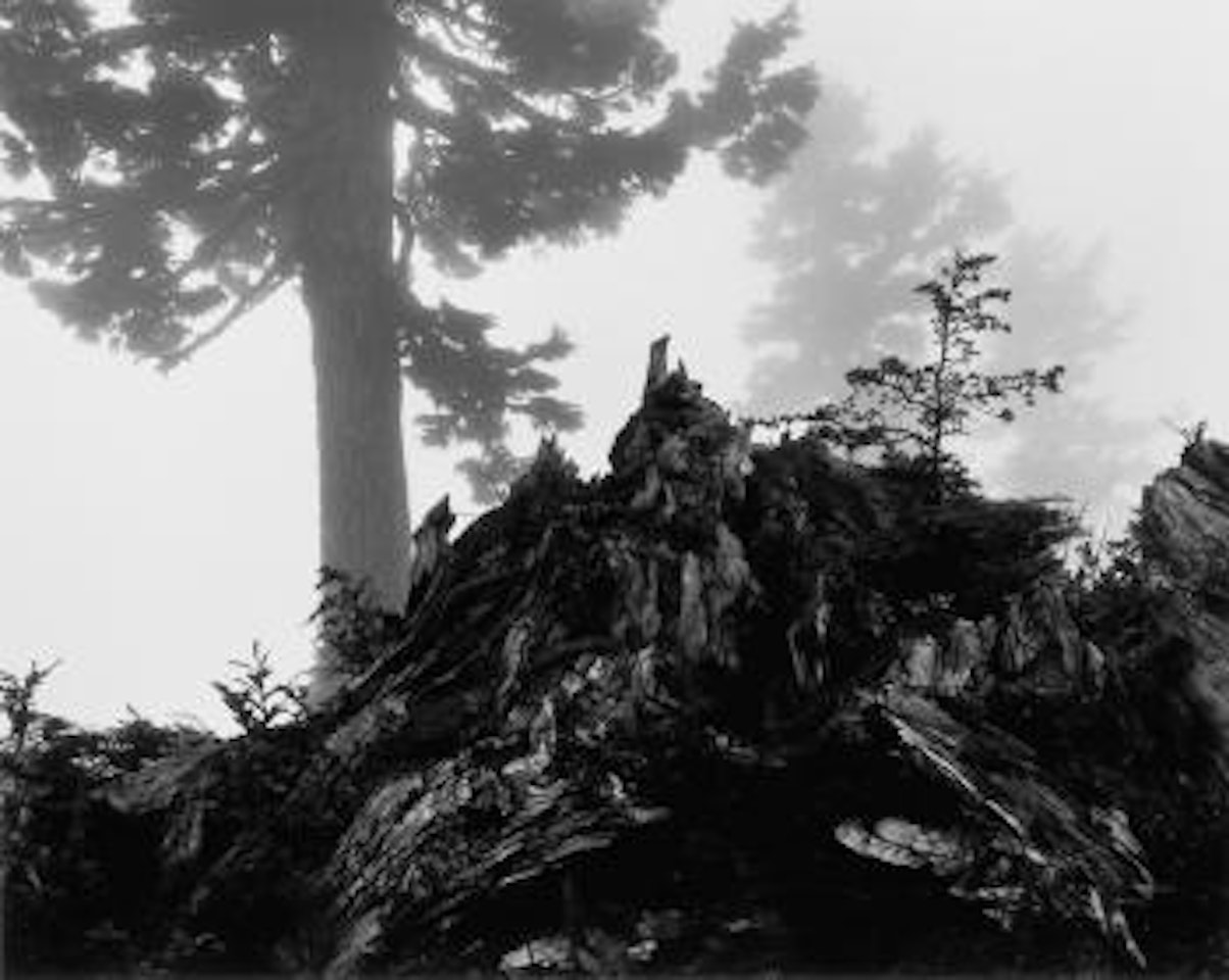 Tree, Stump and Mist, Northern Cascades, Washington by Ansel Adams