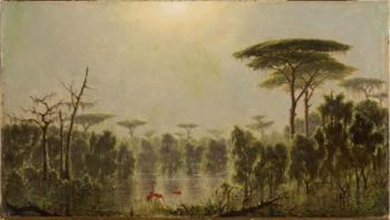 Flamingos on the marsh, likely Louisiana by Joseph R. Meeker
