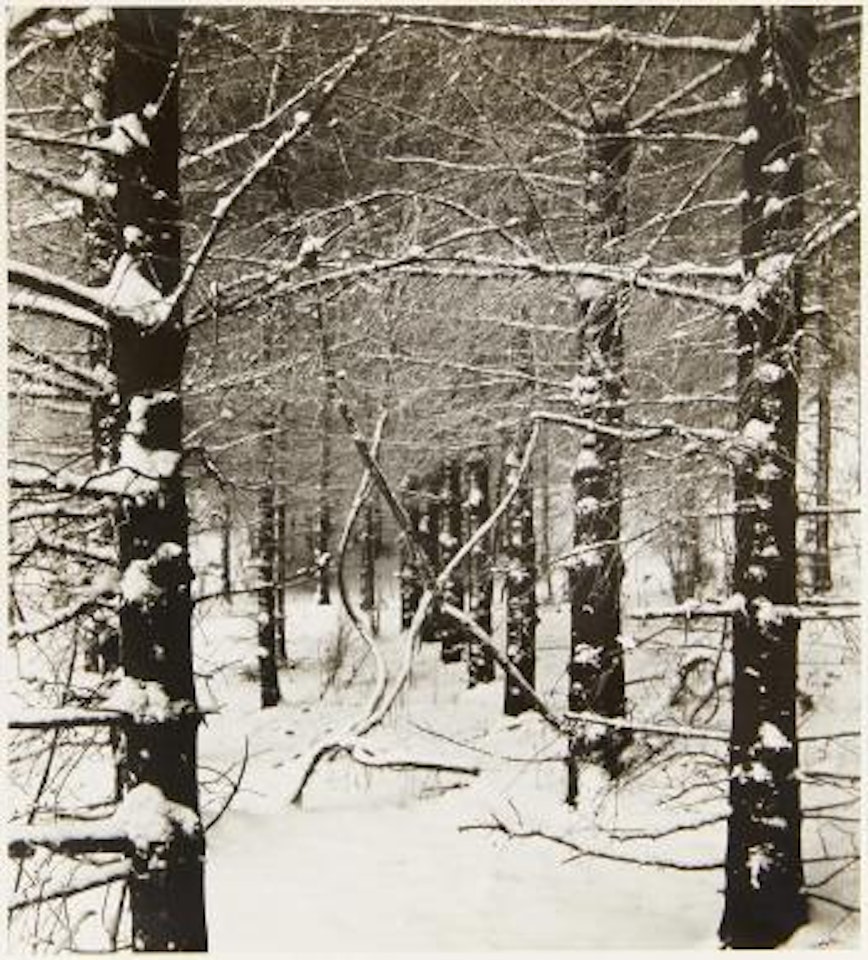 Die Flora eines rheinischen Berges. Aus dem Kulturwerk in Lichtbildern by August Sander
