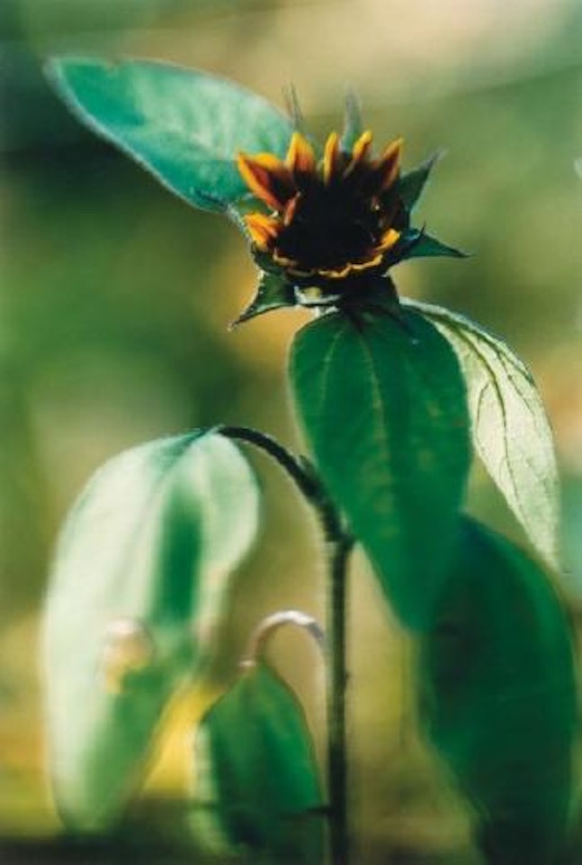 Plant n°18, kleine geschlossenene Sonnenblume, Winterthur by Thomas Struth