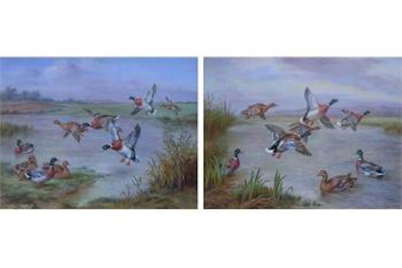 Mallards taking flight from and landing on a riverbank by Edgar Hunt