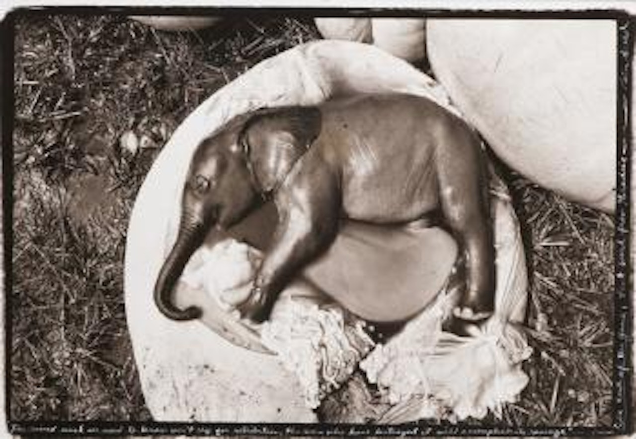 Elephant Embryo, Uganda by Peter Beard