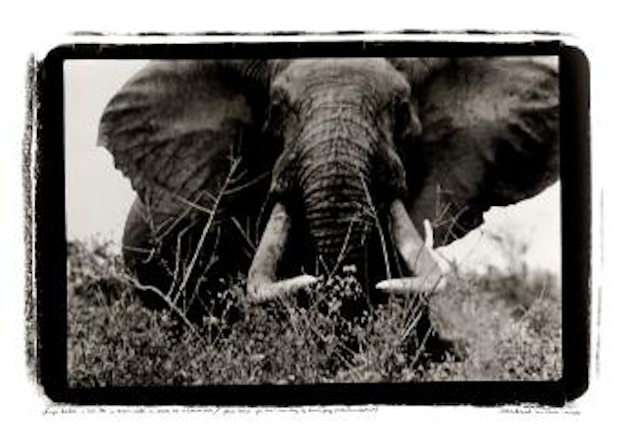 Large Tusker C. 150 Lbs In Tsavo North Nr. Block 33 + Ithumba Hill by Peter Beard