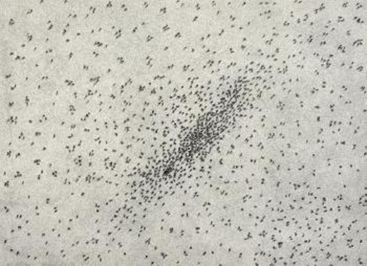 Insect slant by Ed Ruscha