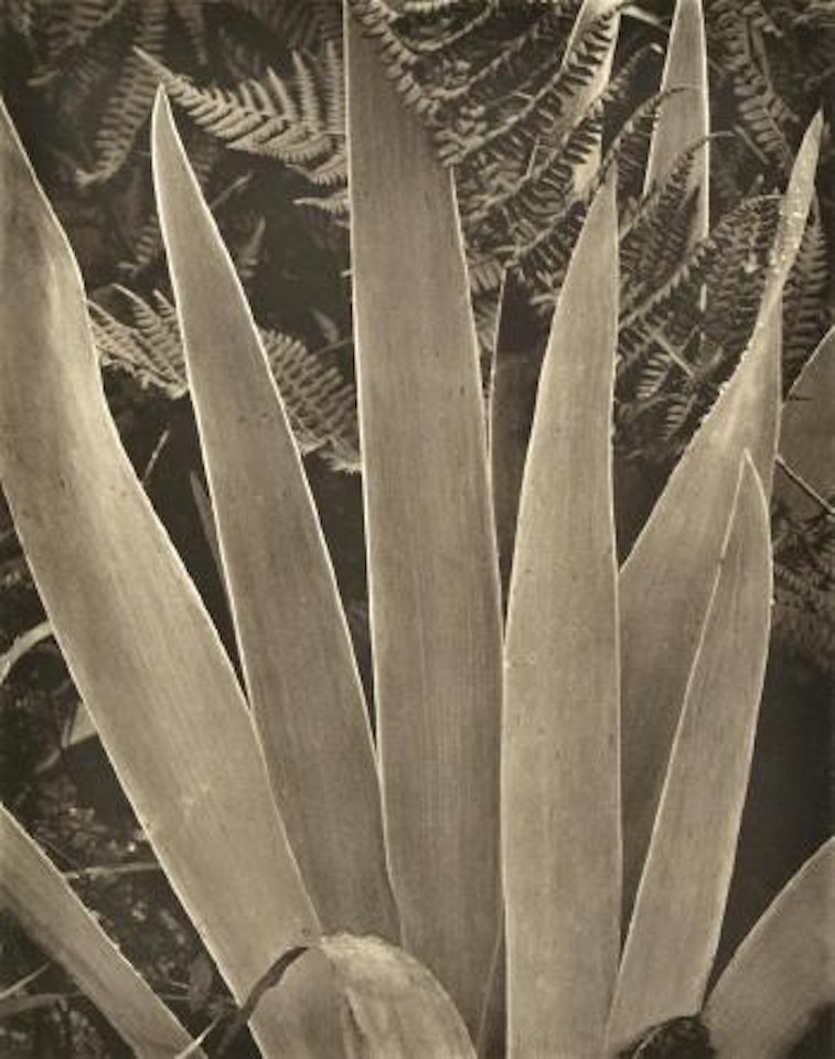 Iris by Paul Strand
