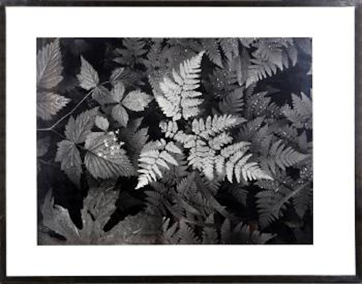 Ferns, Mount Rainier Nation Park by Ansel Adams