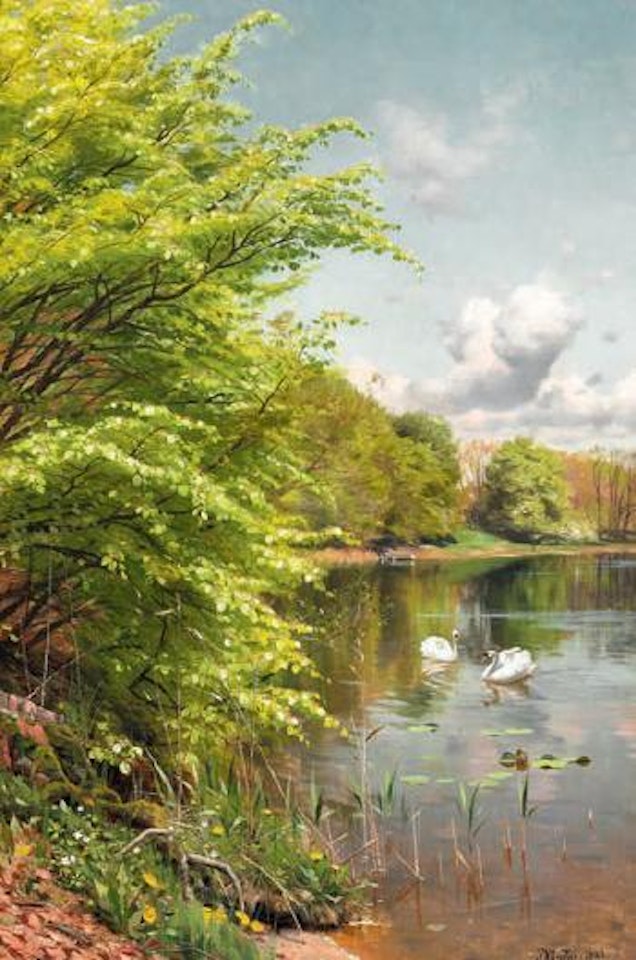 Spring day with beeches at a lake with swans by Peder Mork Monsted