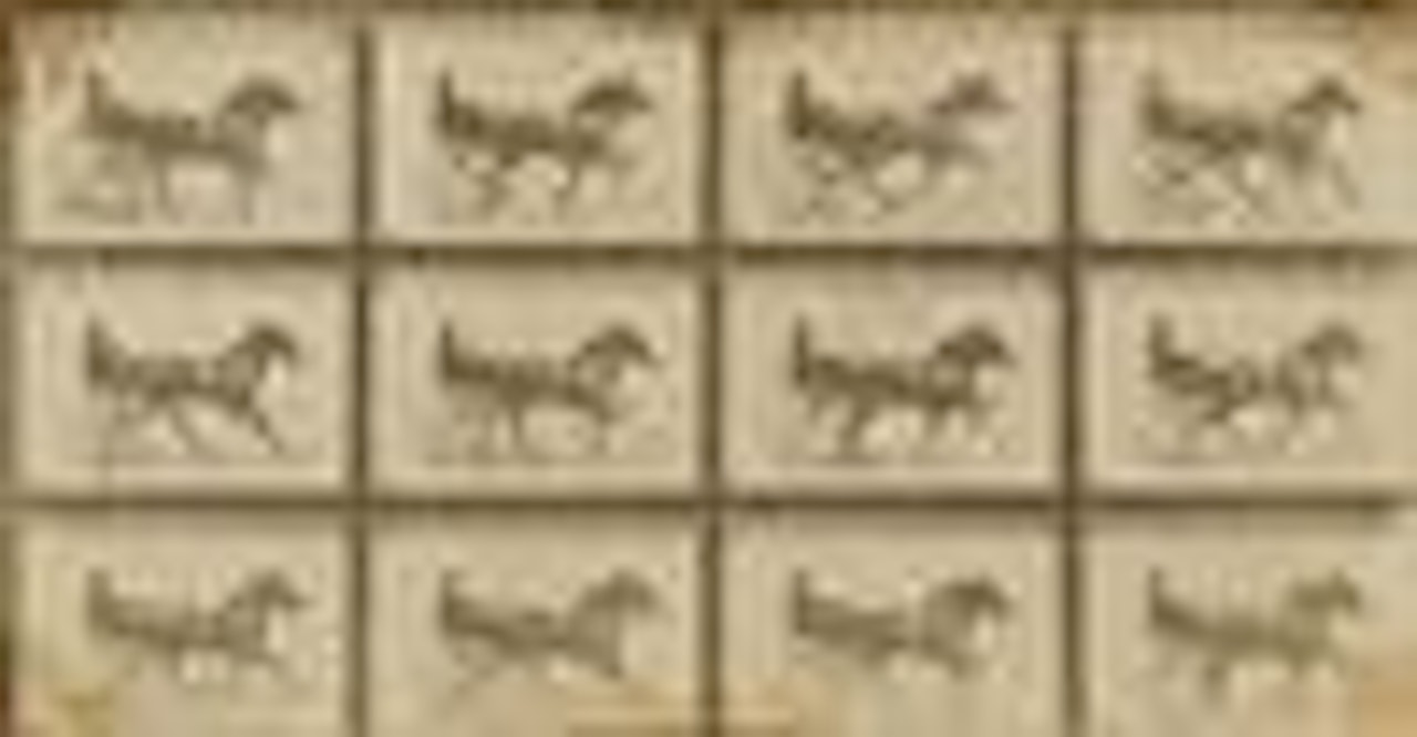 The Horse in Motion (composite) by Eadweard Muybridge