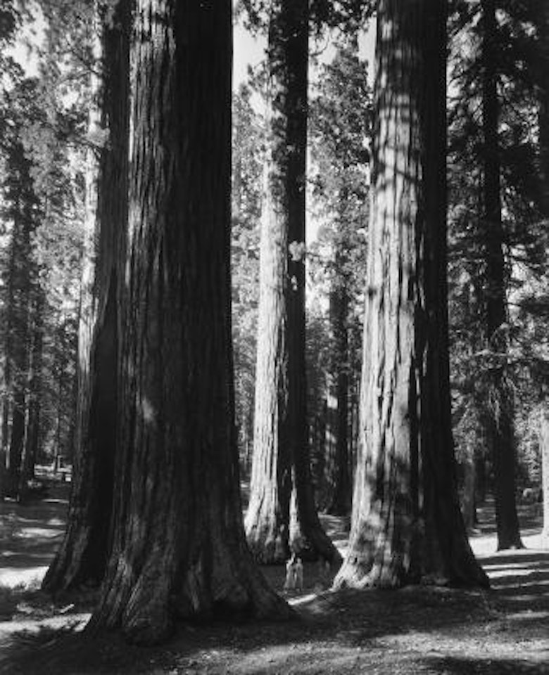 Mariposa Grove by Ansel Adams