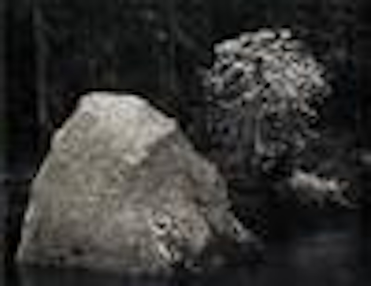 Rock and tree. Portrait of Adams with his camera by Ansel Adams