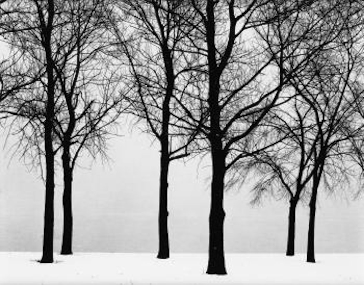 Chicago (trees in snow) by Harry Callahan