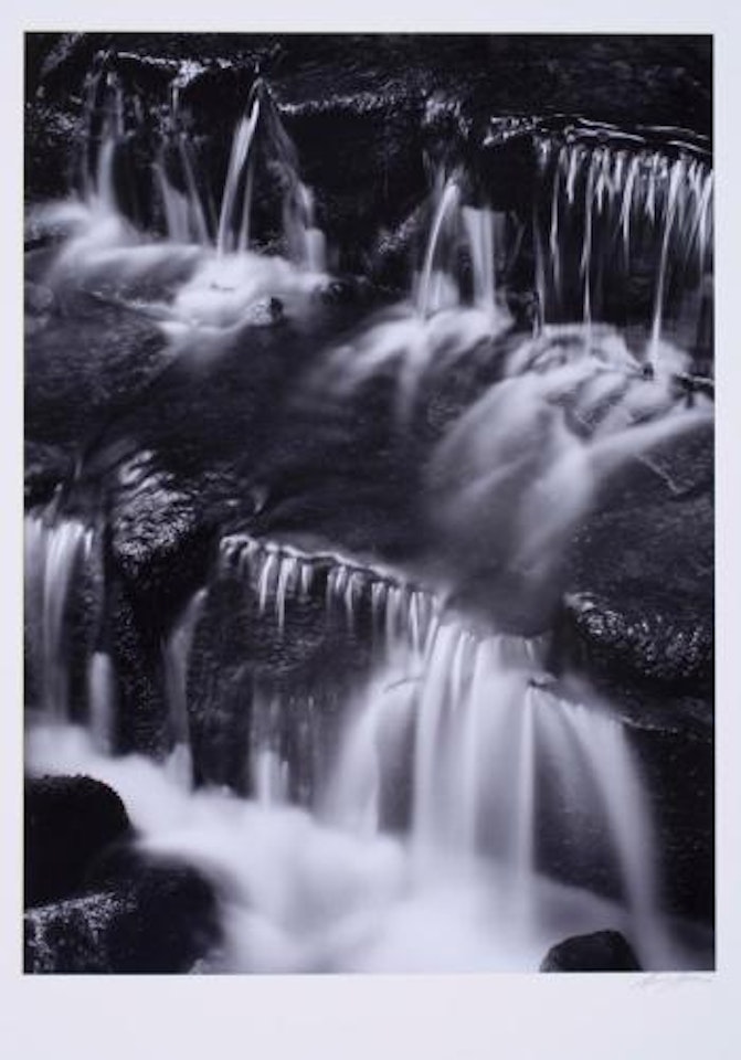 Fern springs, Yosemite by Ansel Adams