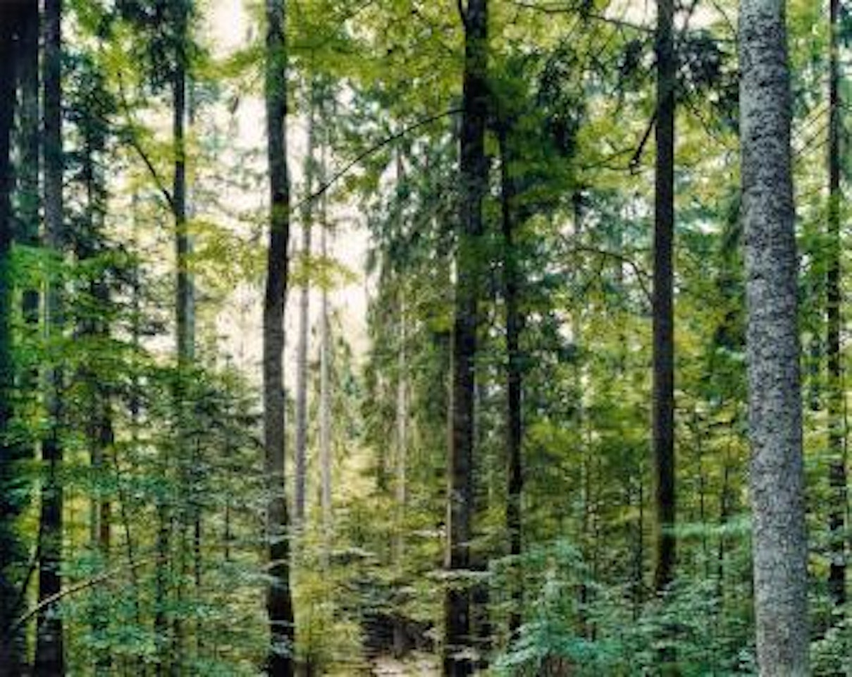 Paradise 19 Bayrischer Wald (bei Zwiesel) by Thomas Struth