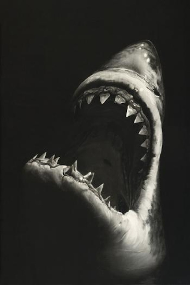 Untitled (Shark 7) by Robert Longo