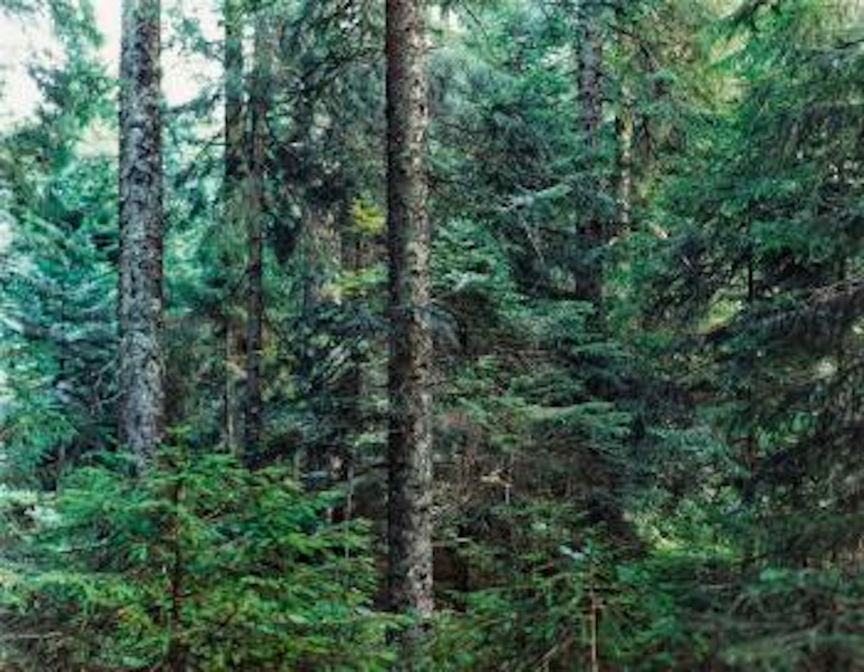 Paradise 20, Bayrischer Wald by Thomas Struth