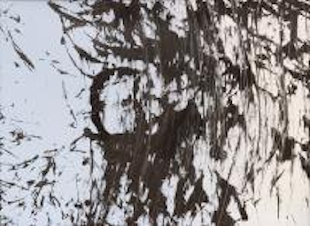 T 1980 – R 41 by Hans Hartung