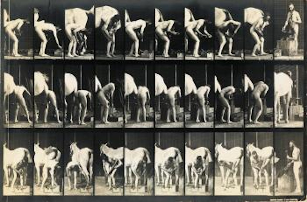 Shoeing a horse from: Anmal Locomotion by Eadweard Muybridge