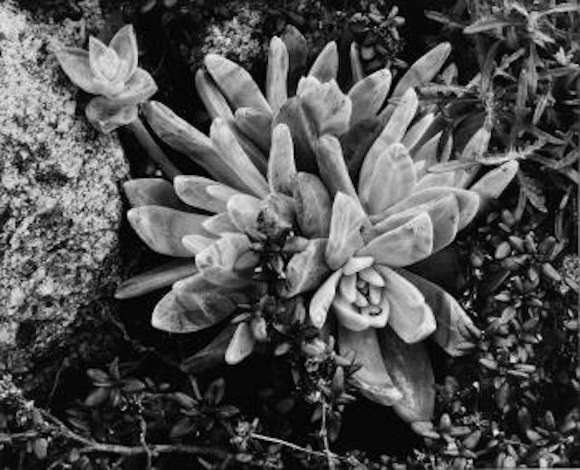 Succulent, Pebble Beach, California by Ansel Adams