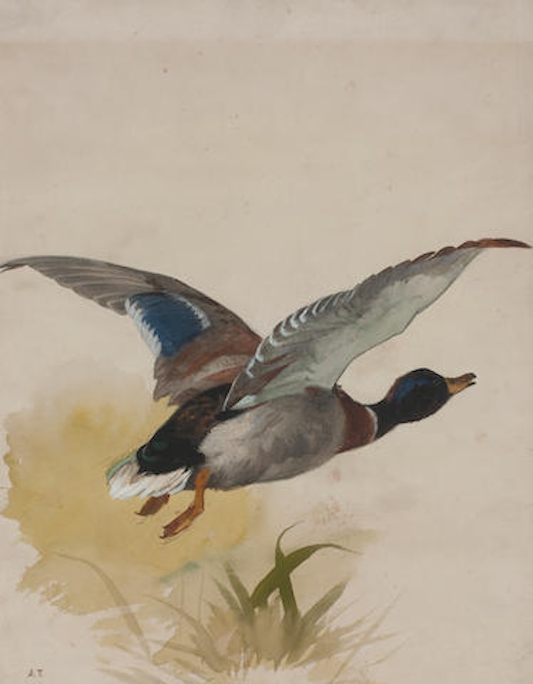 Mallard in flight by Archibald Thorburn