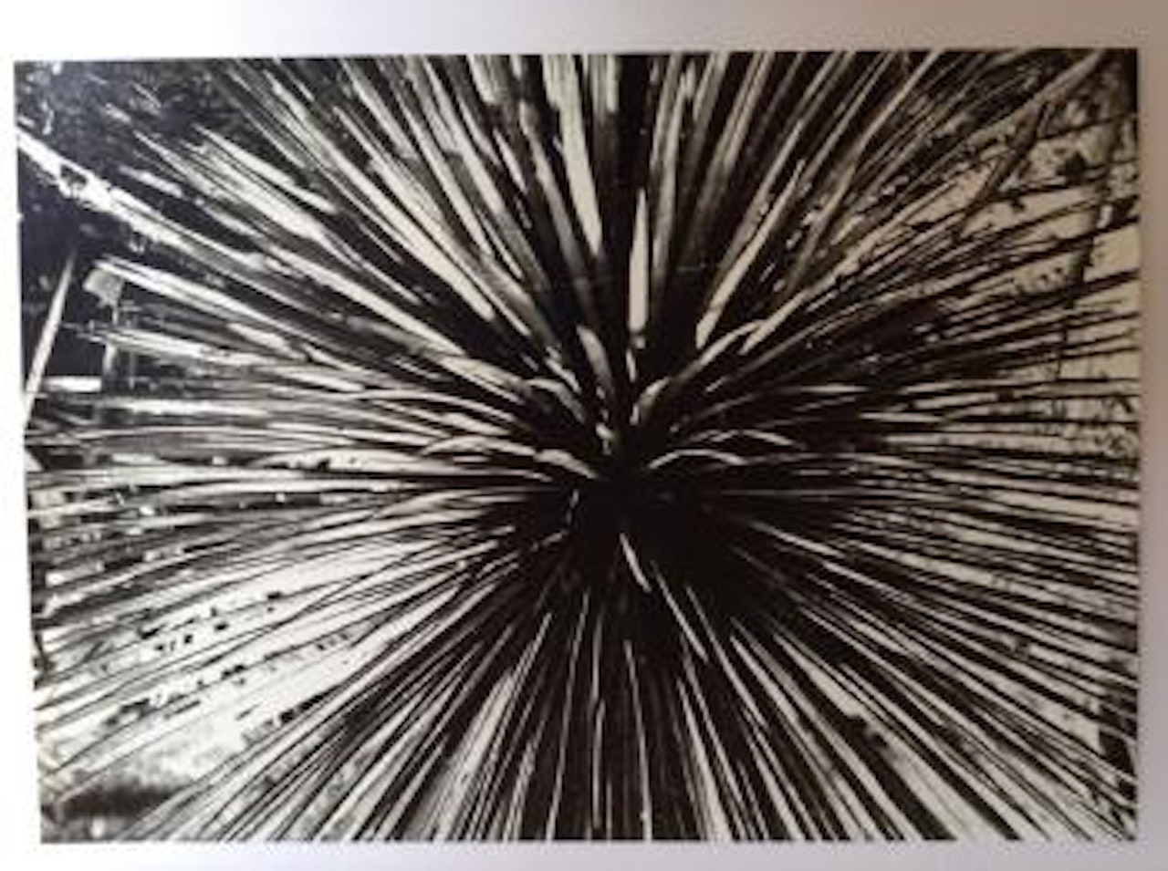 Agave, Au Jardin botanique ,
1929 by Alexander Rodchenko